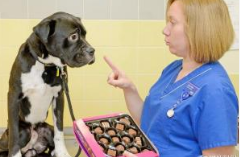 Keep your dog far away from methylxanthine Keep your dog far away from methylxanthine