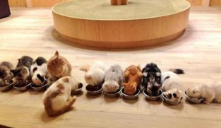 Caring for cats, understanding cat food Caring for cats, understanding cat food