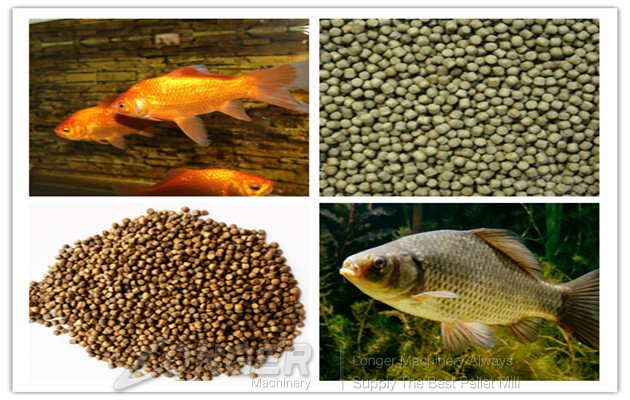 fish feed fish feed