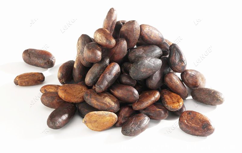 cocoa bean